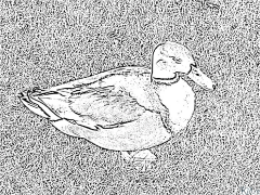 pato Páginas Para Colorear Para Imprimir